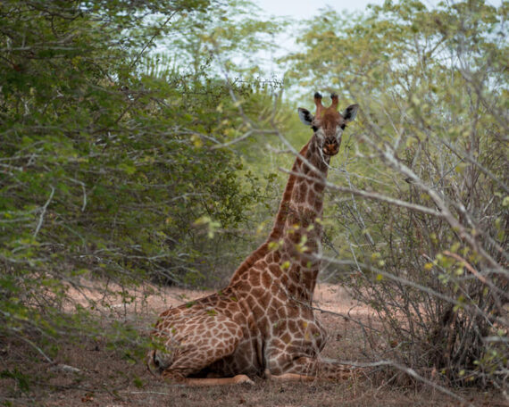 Giraffe-at-Kissama-Quicama-National-Park